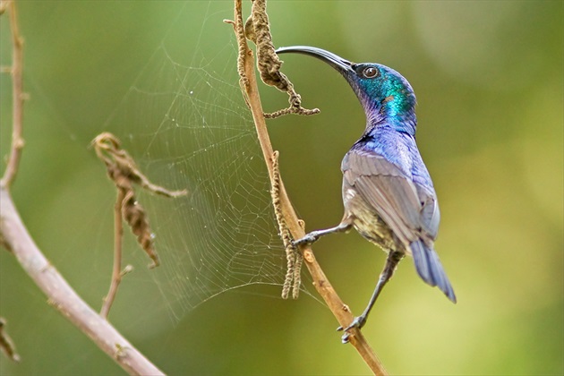 Cinnyris lotenius