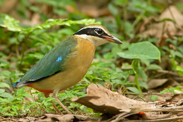 Pitta brachyura