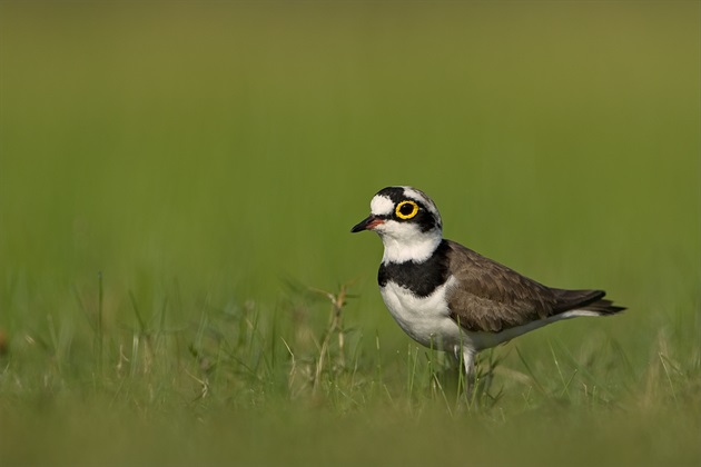 Charadrius dubius