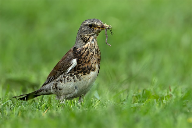 Turdus pilaris