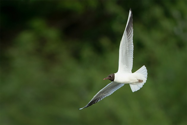 Larus ridibundus