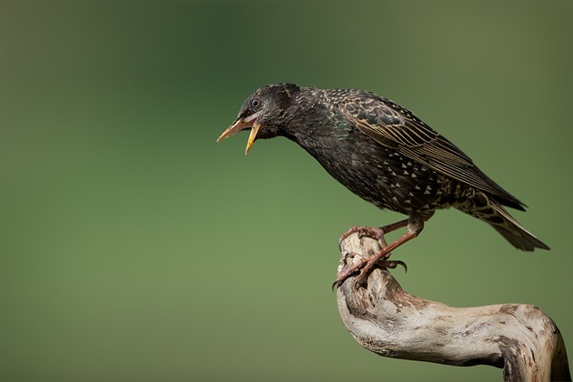 Sturnus vulgaris