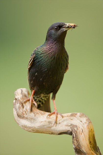 Sturnus vulgaris