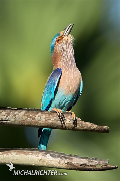 Coracias benghalensis