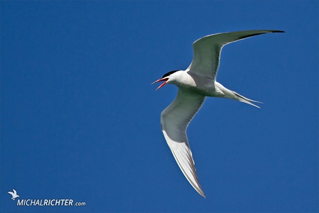 Sterna hirundo