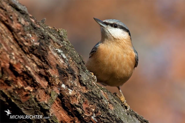 Sitta europaea