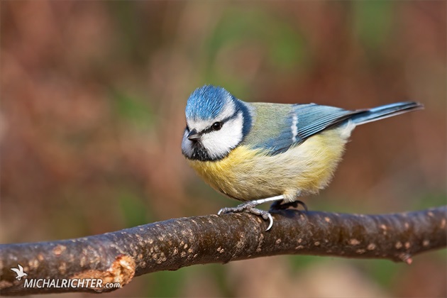 Cyanistes caeruleus