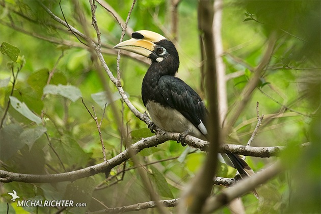 Anthracoceros albirostris