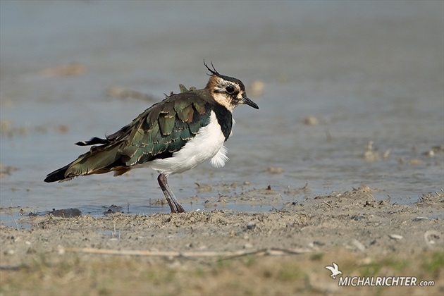 Vanellus vanellus