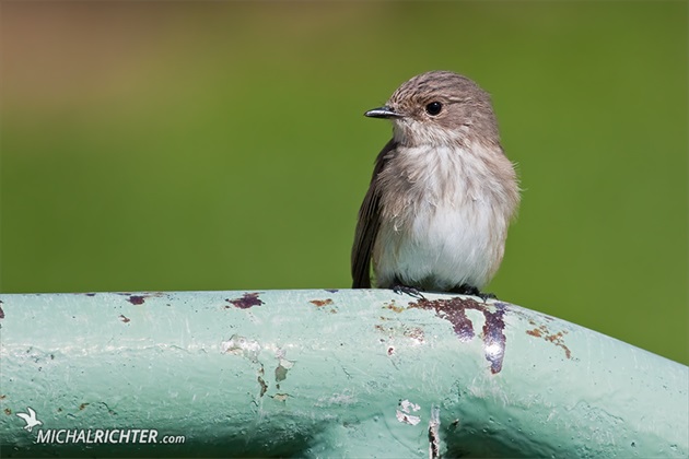 Muscicapa striata