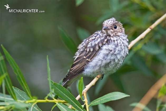 Muscicapa striata