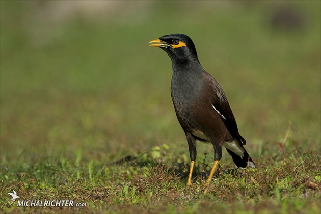 Acridotheres tristis