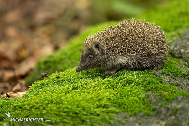 Erinaceus roumanicus