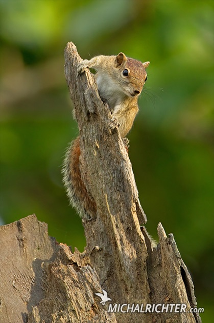 Funambulus palmarum