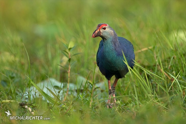 Porphyrio porphyrio