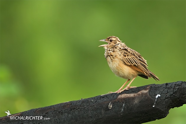 Mirafra affinis