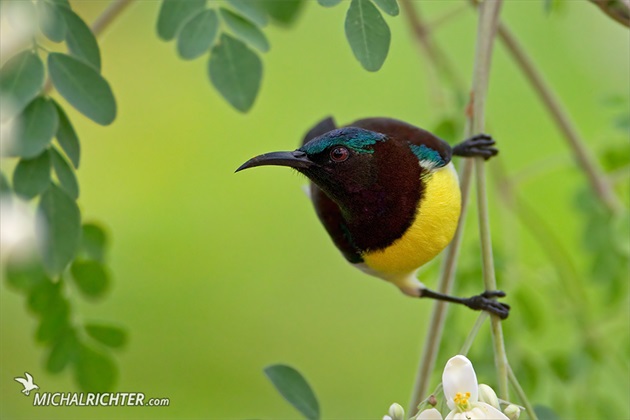 Leptocoma zeylonica