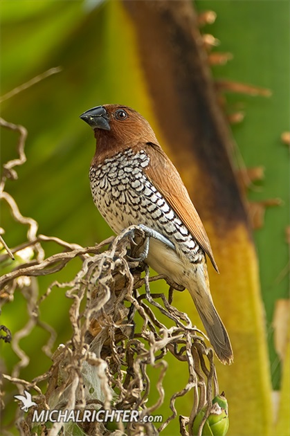 Lonchura punctulata