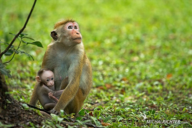 Macaca sinica