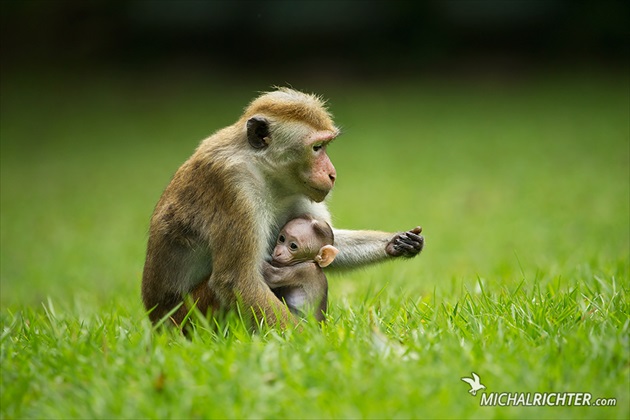 Macaca sinica