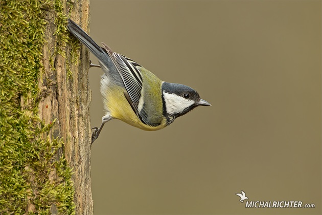 Parus major