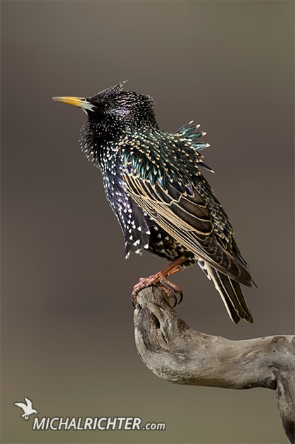 Sturnus vulgaris