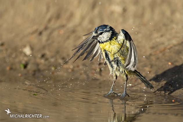 Cyanistes careuleus