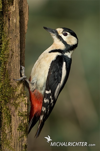 Dendrocopos major