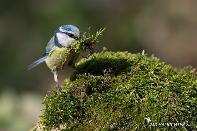 Cyanistes caeruleus