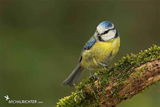 Cyanistes caeruleus