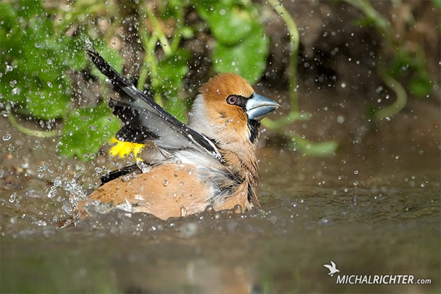 Coccothraustes coccothraustes