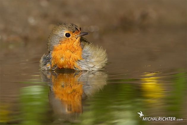 Erithacus rubecula