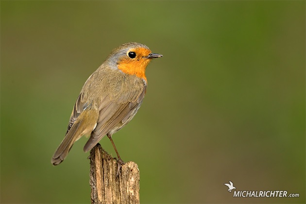 Erithacus rubecula