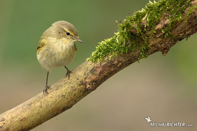 Phylloscopus collybita