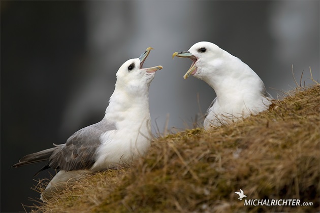 Fulmarus glacialis