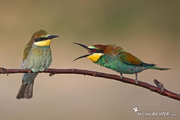 Merops apiaster