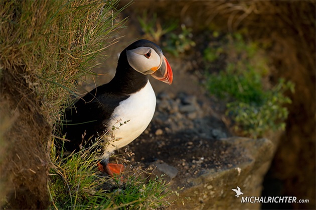 Fratercula arctica