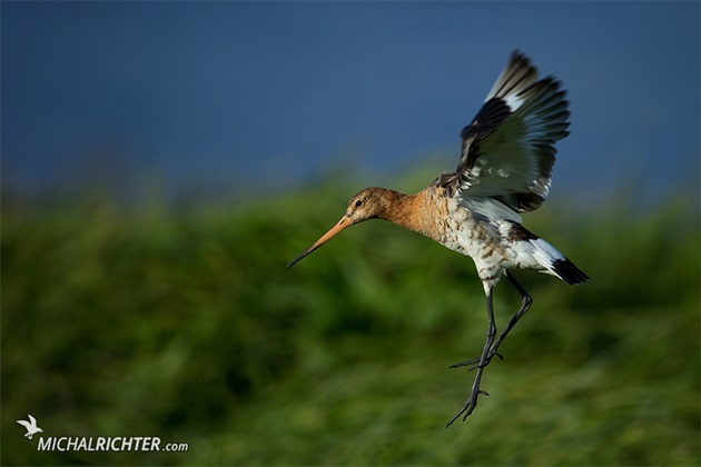 Limosa limosa