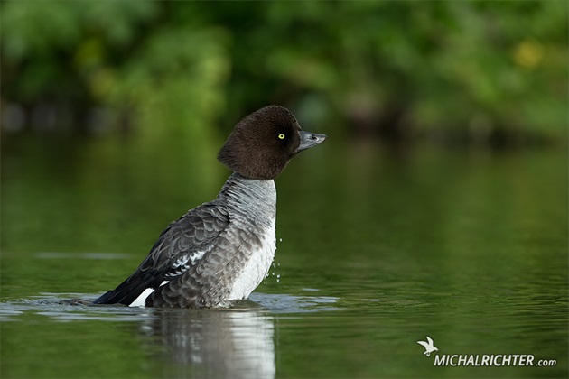 Bucephala islandica