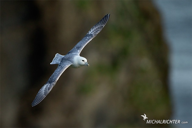 Fulmarus glacialis