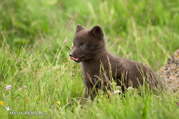 Vulpes lagopus