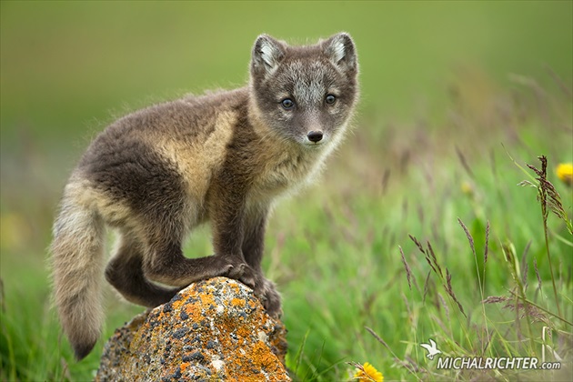 Vulpes lagopus