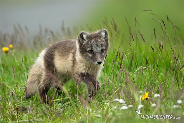 Vulpes lagopus