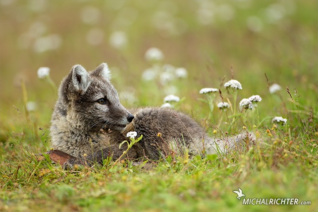 Vulpes lagopus