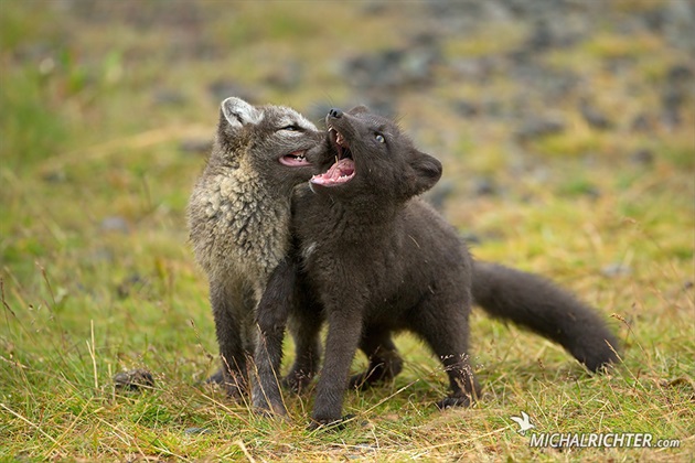 Vulpes lagopus