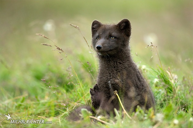 Vulpes lagopus