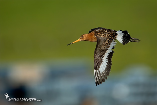 Limosa limosa