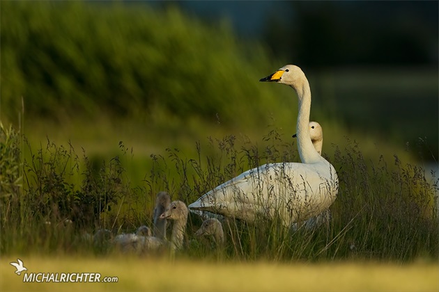 Cygnus cygnus