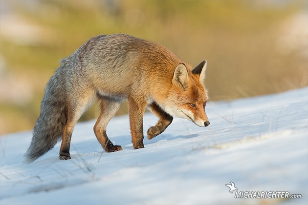 Vulpes vulpes