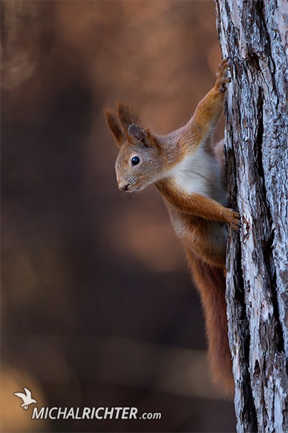 Sciurus vulgaris